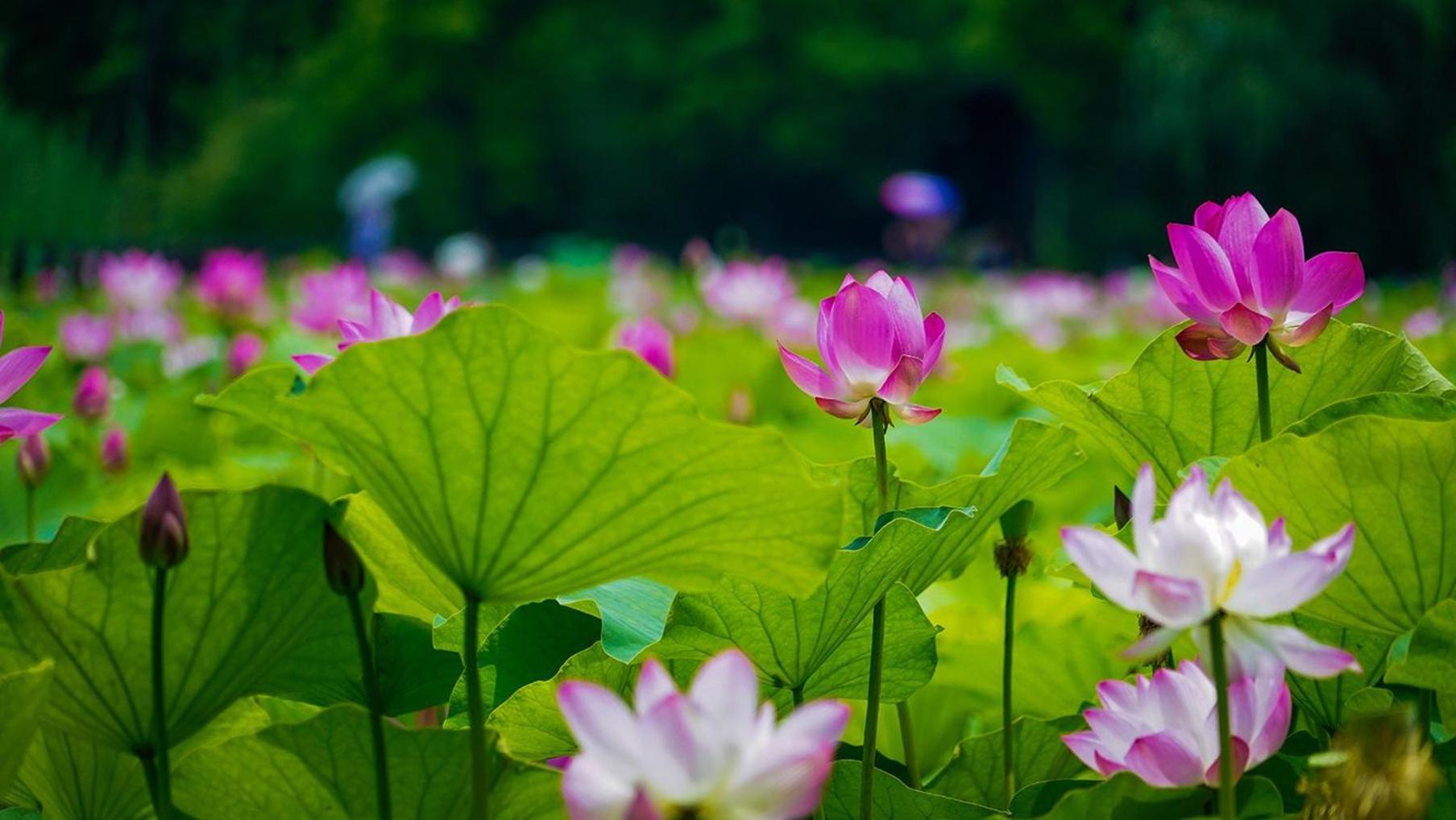 ホテル Crowne Plaza Zhenjiang By Ihg エクステリア 写真